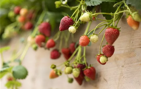 Erdbeeren – das passende Obst für alle Naschkatzen