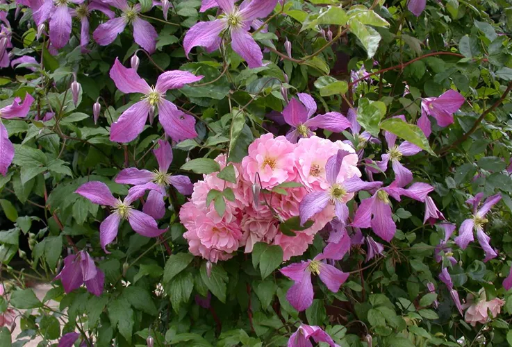 Clematis und Rosen sind ein echtes Dreamteam