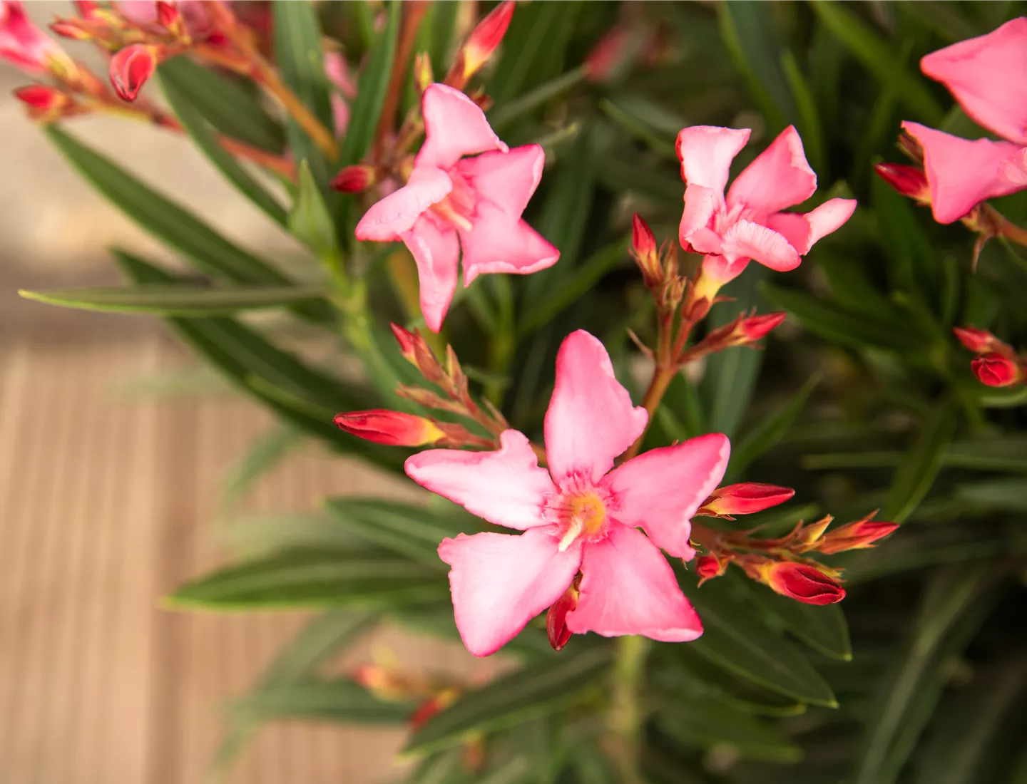 Mediterrane Pflanzen auf der Terrasse für bunte Blüten