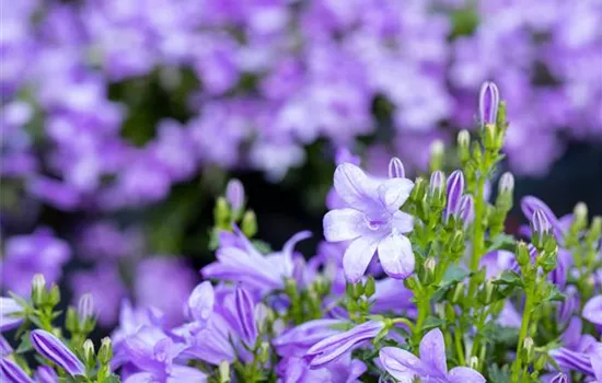 Winterharte Stauden für einen robusten und blühenden Garten