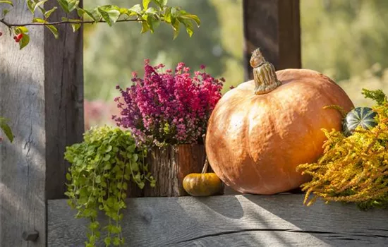 Kunterbunter Herbst mit Herbstblumen