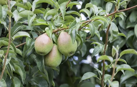 So bereichern diese vitaminreichen Obstpflanzen jeden Garten