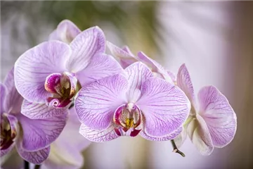 Orchideen – Königliche Schönheiten in vielfältigsten Farben 