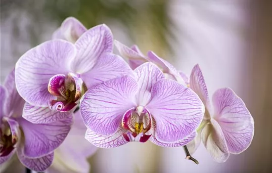 Orchideen – Königliche Schönheiten in vielfältigsten Farben 