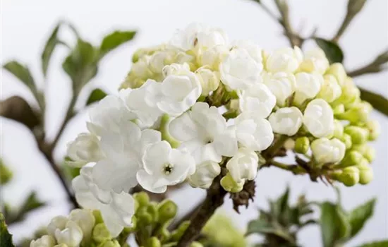 Laubgehölze pflegen und den Garten in Schuss halten 