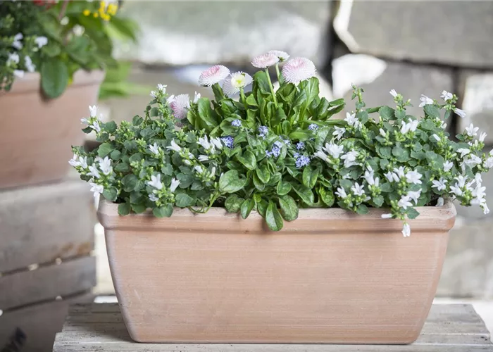 Wie jeder Balkon im Frühling zum dekorativen Blickfang wird