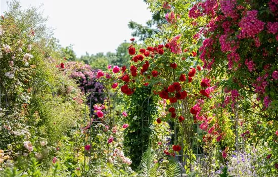 Tipps für einen Rosengarten