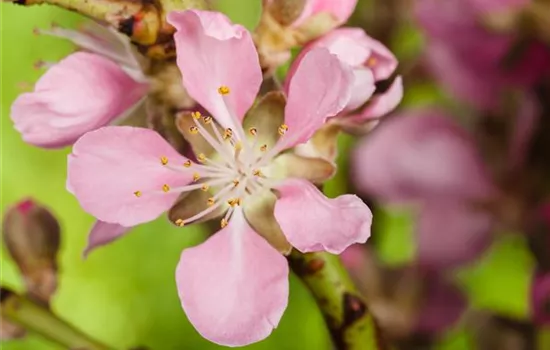 Gesund und lecker: Die Mandeln vom Mandelbaum aus dem Garten