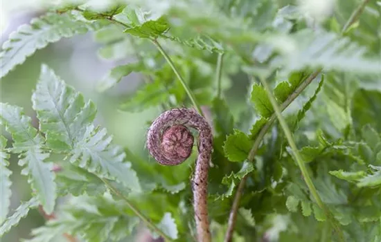 Wie im Märchen - Wunderschöne Farne pflegen im eigenen Garten