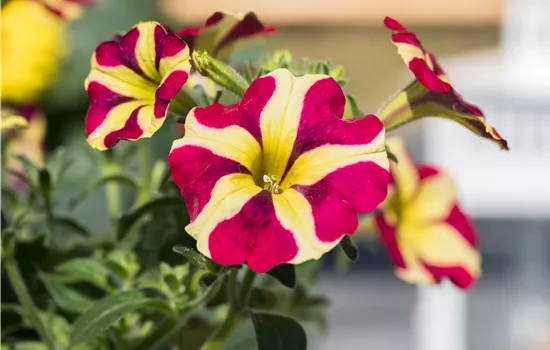 Petunia 'Amore™ Queen of Hearts'