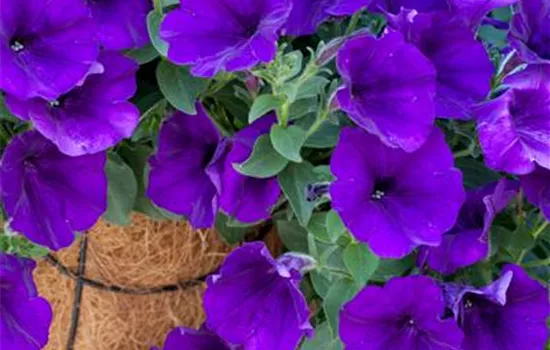 Petunia 'Surprise Cobalt Blue'