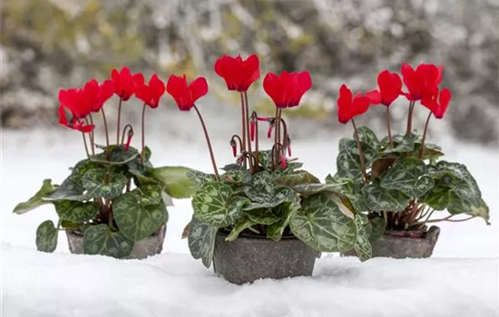 Botanische Highlights - Winterblühende Pflanzen für Zuhause