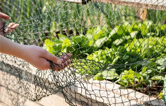 So funktioniert natürlicher Pflanzenschutz im Sommer