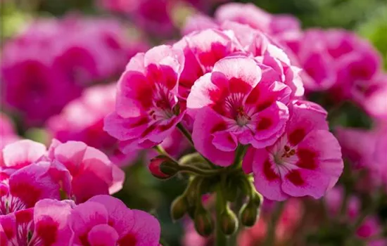 Pelargonium zonale 'Sunrise® Graziella'