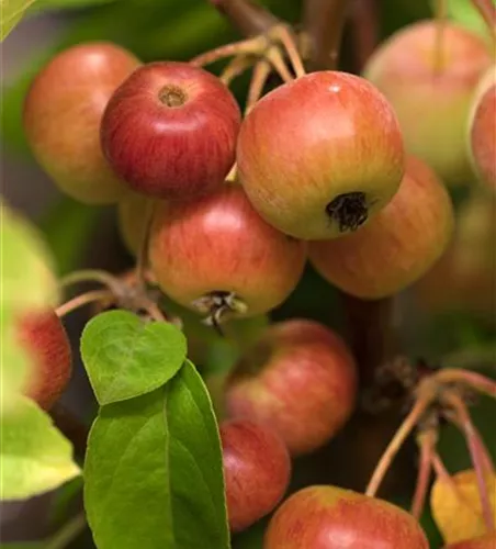 Zierapfel 'Evereste'®