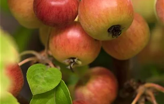 Zierapfel 'Evereste'®