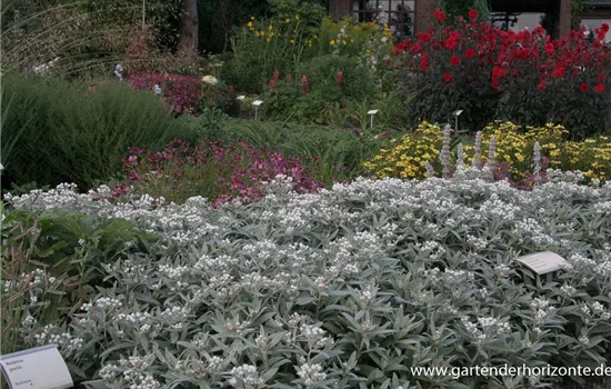 Garten-Perlkörbchen 'Silberregen'