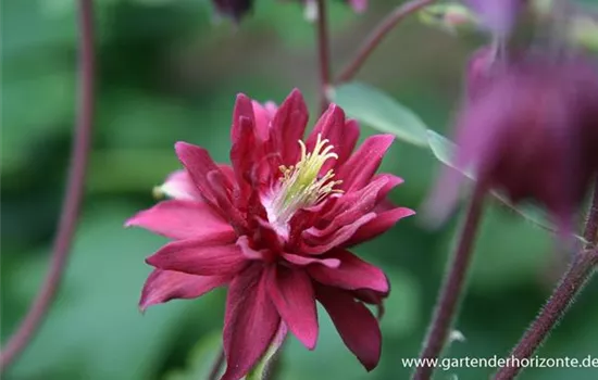 Aquilegia vulgaris 'Ruby Port'