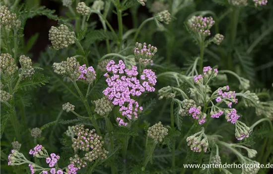 Schafgarbe 'Lilac Beauty'