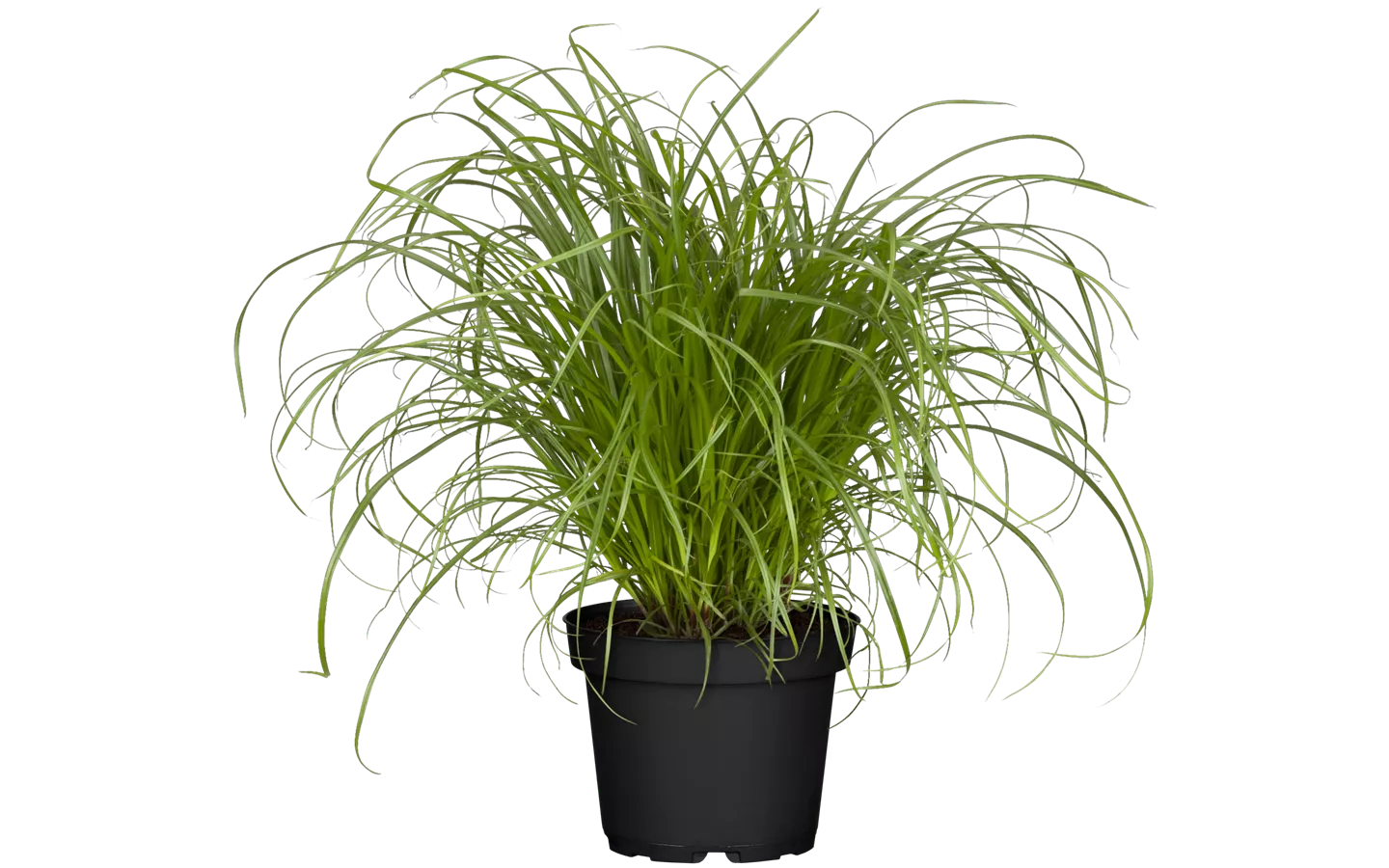 Cyperus zumula