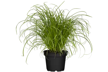 Cyperus zumula