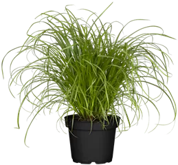 Cyperus zumula