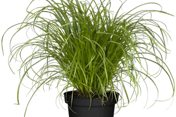 Cyperus zumula