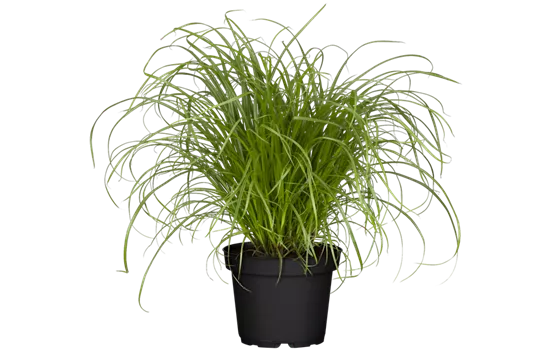 Cyperus zumula