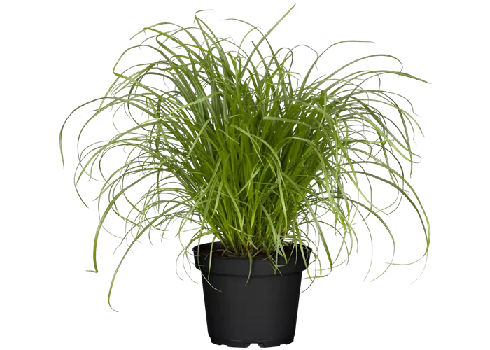 Cyperus zumula