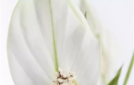 Spathiphyllum wallisii