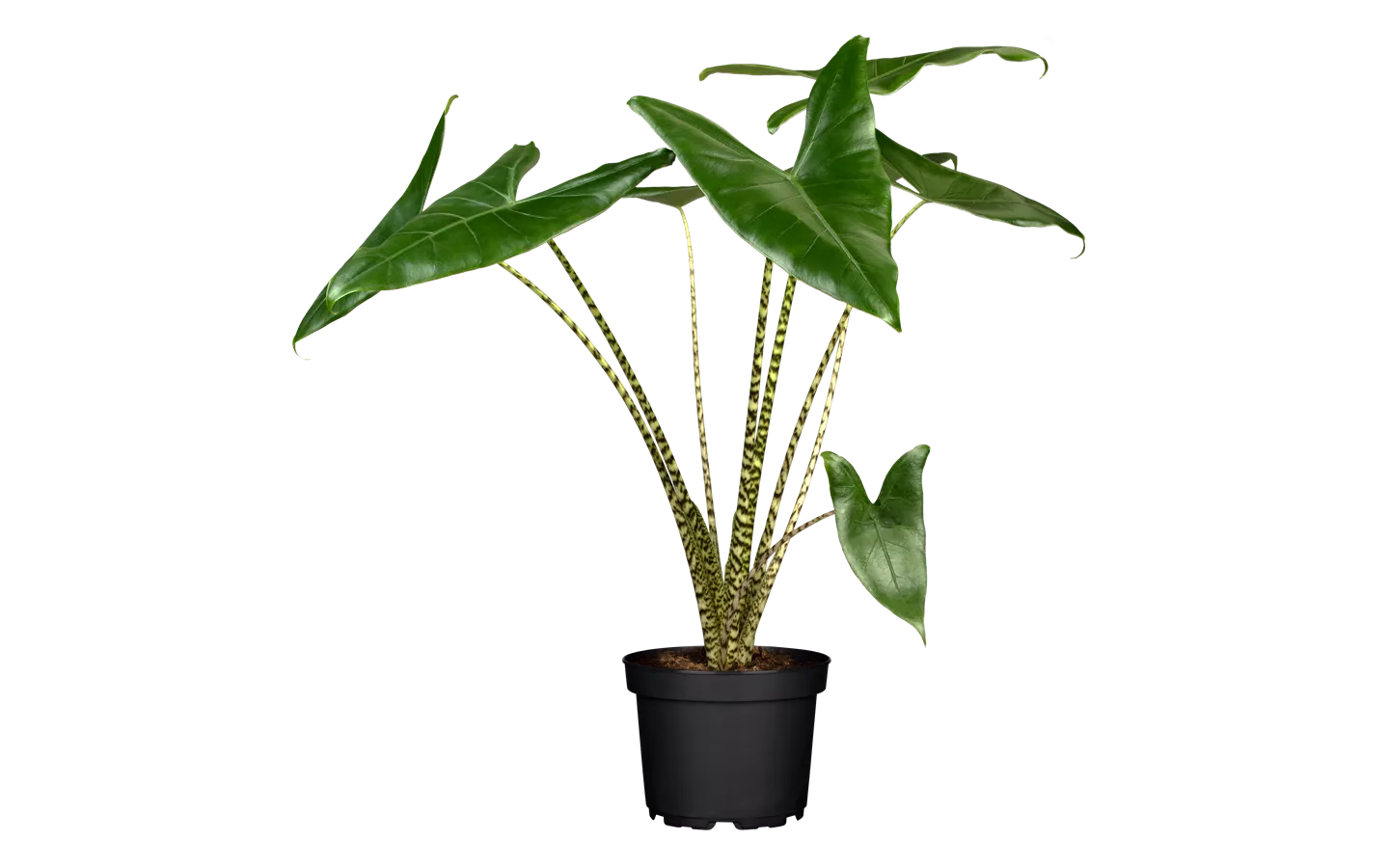 Alocasia zebrina