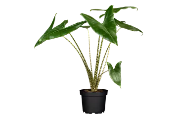 Alocasia zebrina