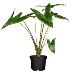 Alocasia zebrina