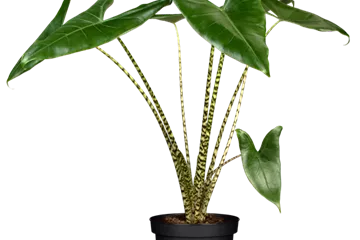 Alocasia zebrina