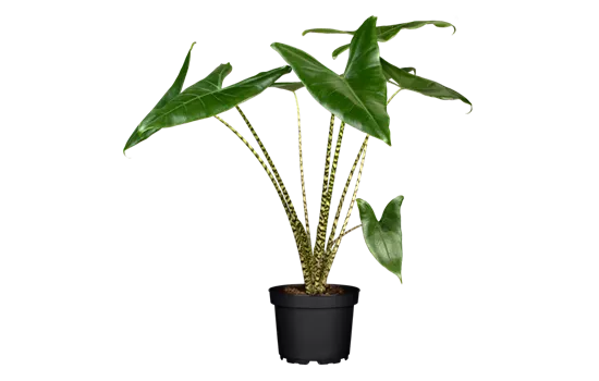 Alocasia zebrina