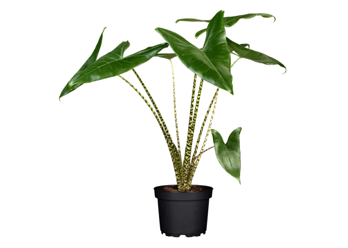 Alocasia zebrina