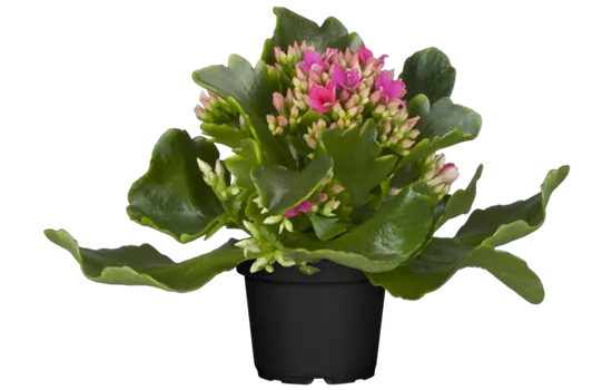 Kalanchoe blossfeldiana, lila