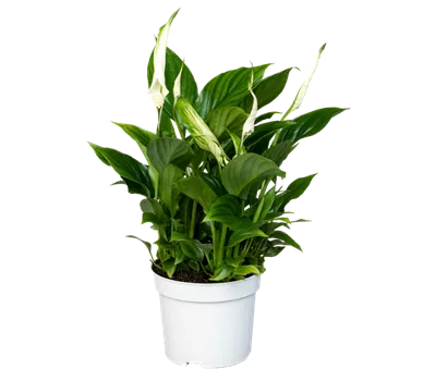 Spathiphyllum wallisii 'Bellini'