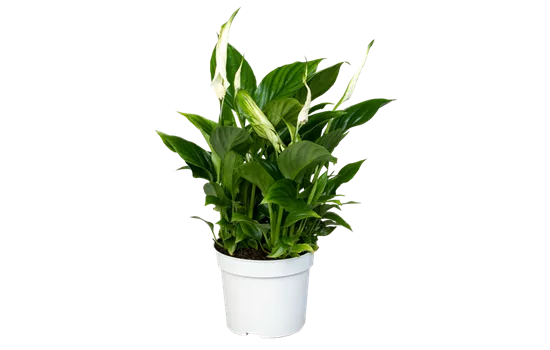 Spathiphyllum wallisii 'Bellini'