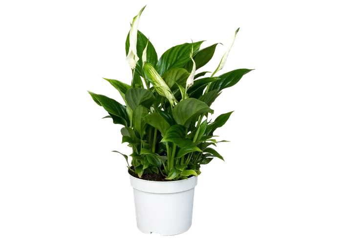 Spathiphyllum wallisii 'Bellini'