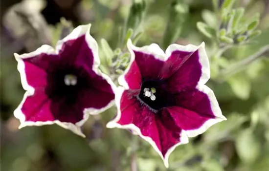 Petunia 'Cascadias™ Rim Magenta'