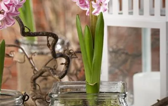 Frühling im Haus – mit Blumenzwiebeln dekorieren