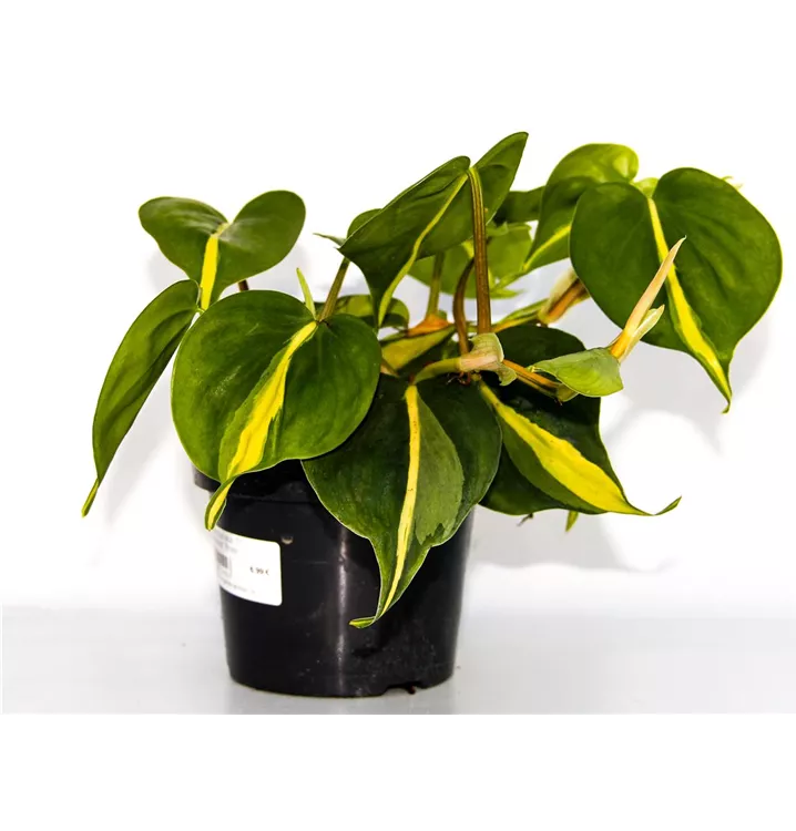 Kletternder Philodendron 'Brasil'