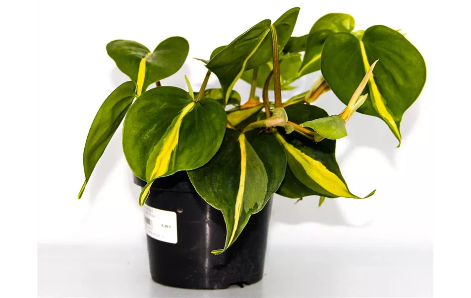 Philodendron scandens 'Brasil'