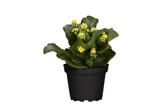 Kalanchoe blossfeldiana, gelb