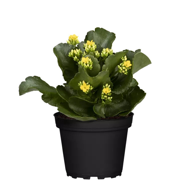 Kalanchoe, gelb