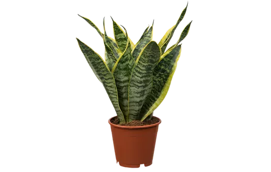 Sansevieria trifasciata 'Futura Superba'