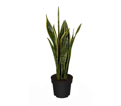 Sansevieria trifasciata var. laurentii