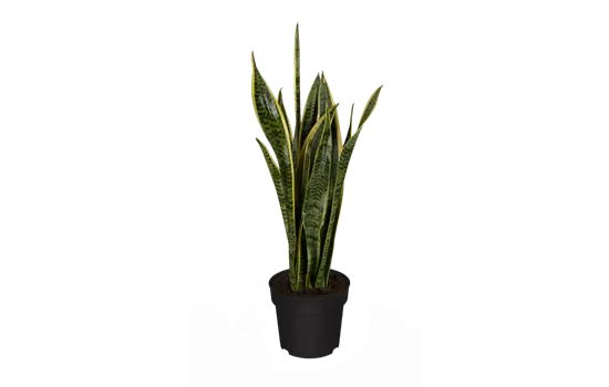 Sansevieria trifasciata var. laurentii