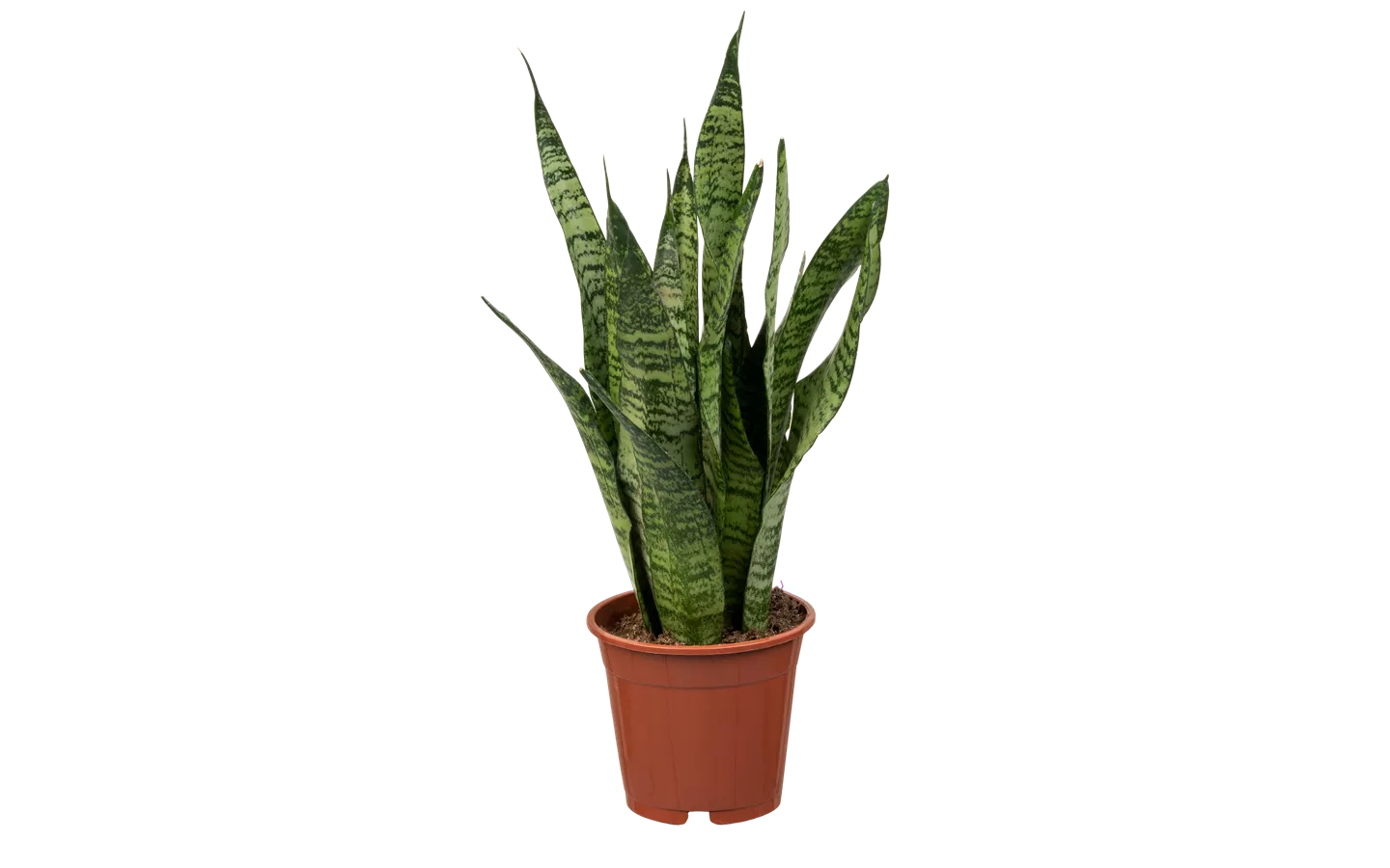 Sansevieria zeylanica